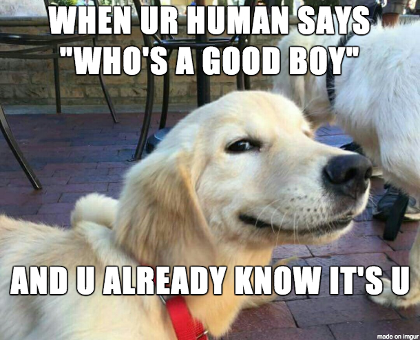When ur human says “who’s a good boy” and u already know it’s u meme